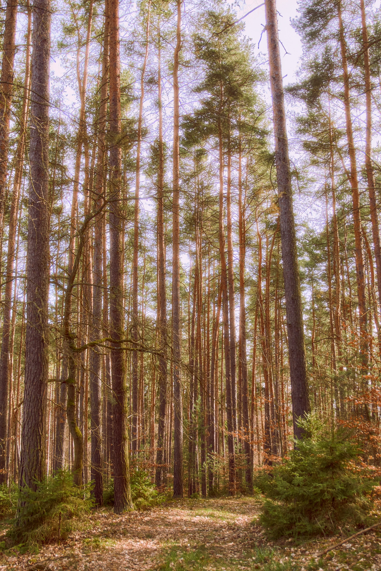 some large trees and bushes on the ground