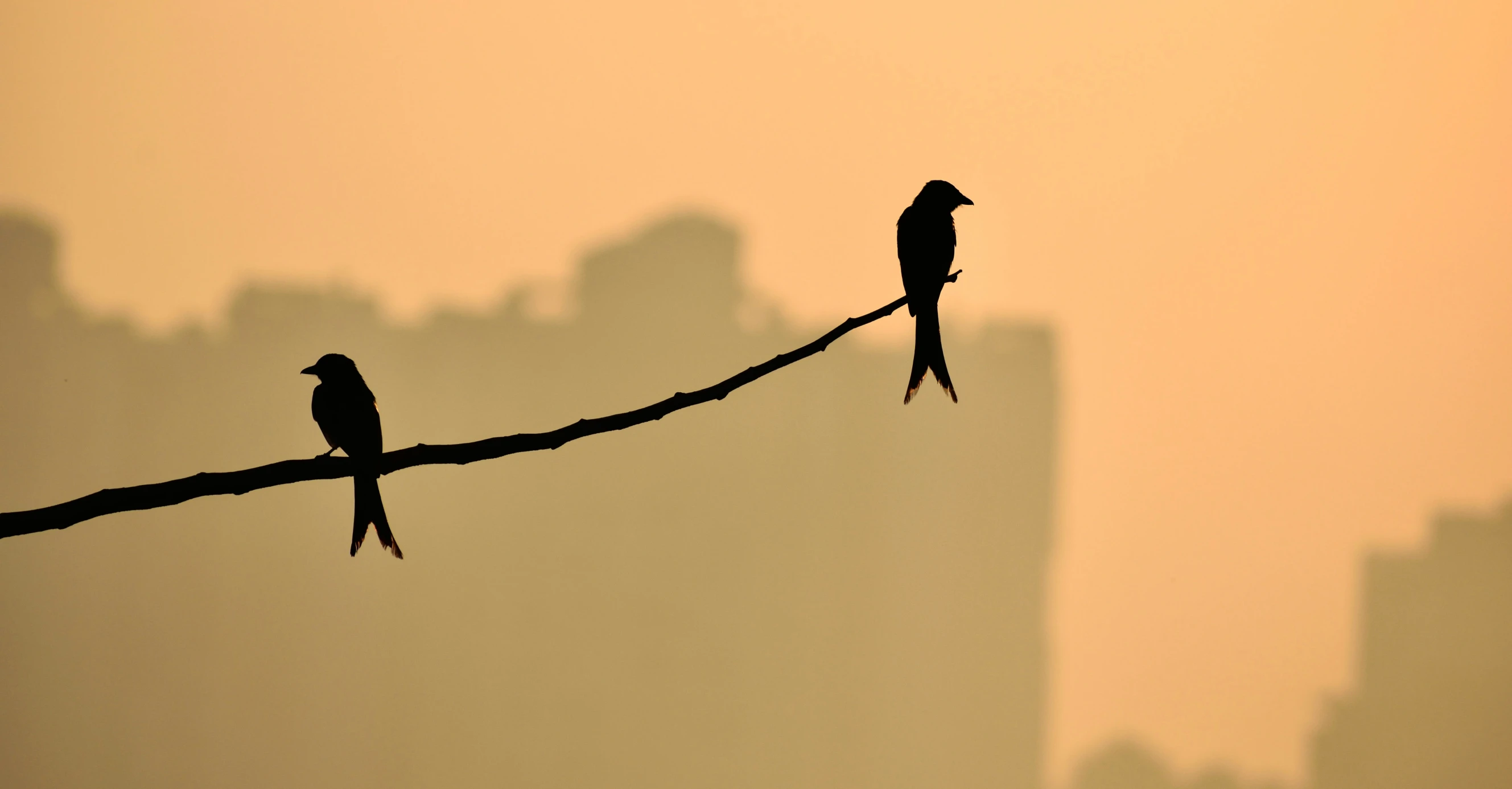 two birds sitting on top of barbed wire