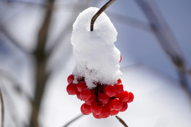 the fruit is still attached to the nch, but has little snow on it