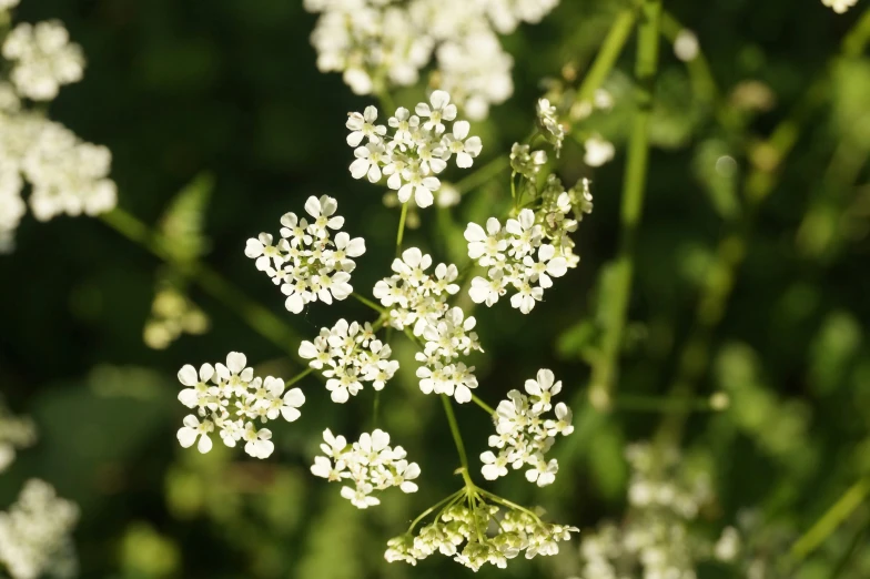 some white flowers on green plants and a blurry background