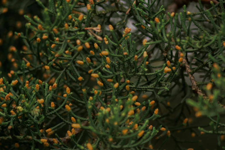 orange buds on a small tree with very green leaves