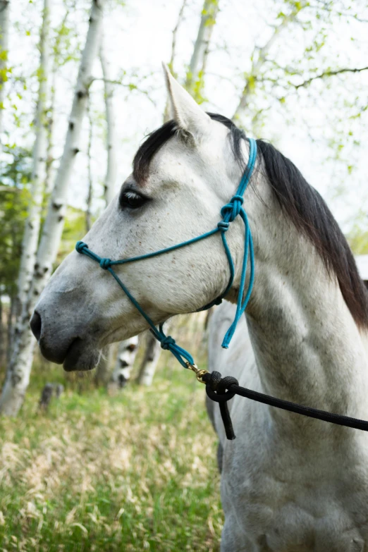 the grey and black horse is wearing a blue halter