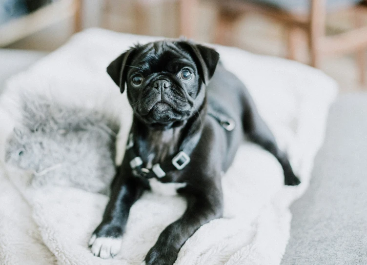 black pug laying on white blanket looking up