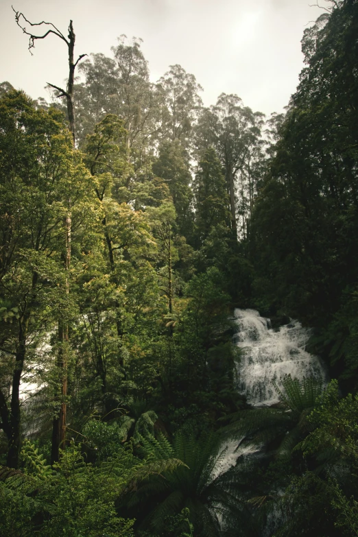 there are many water flowing down the streams in the woods