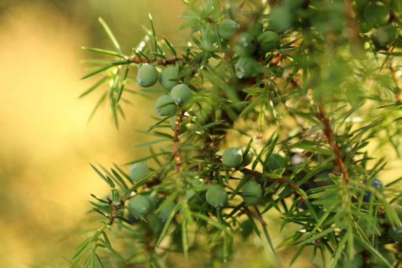 the nch of the tree has very little leaves