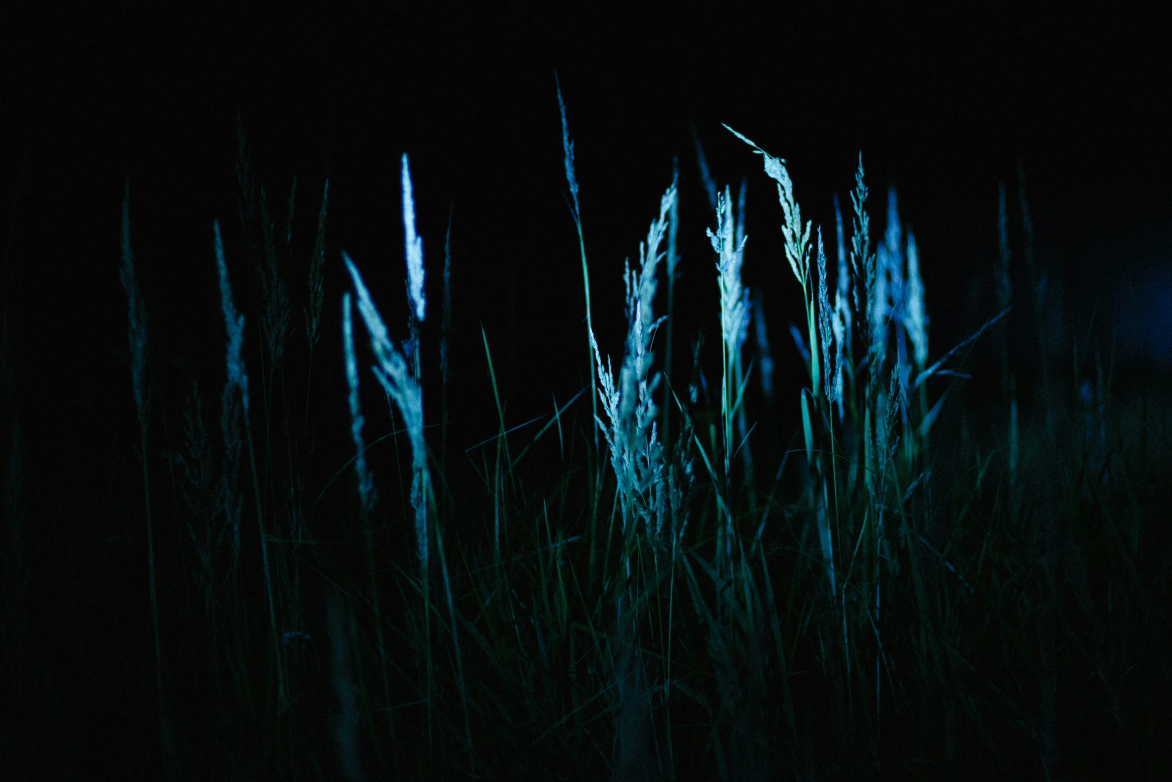 blue grass with a white light in the background