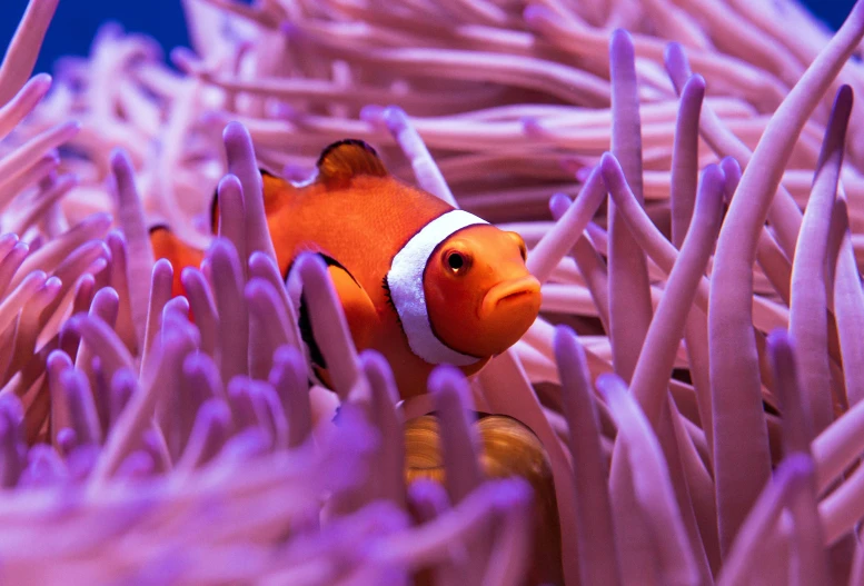 a clown fish sitting in some corals