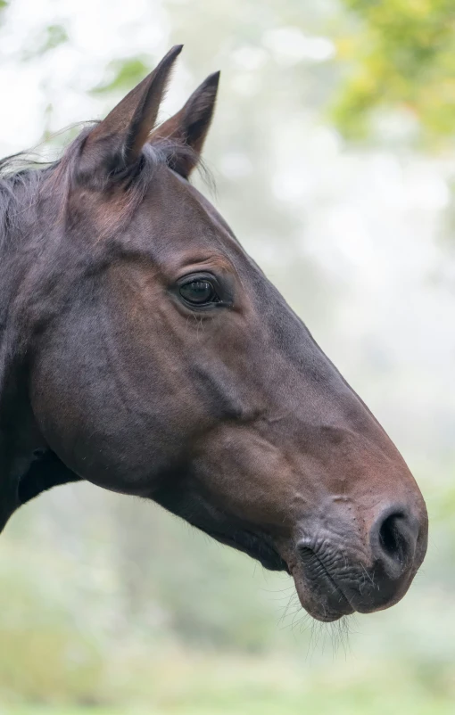 the head and shoulders of a brown horse