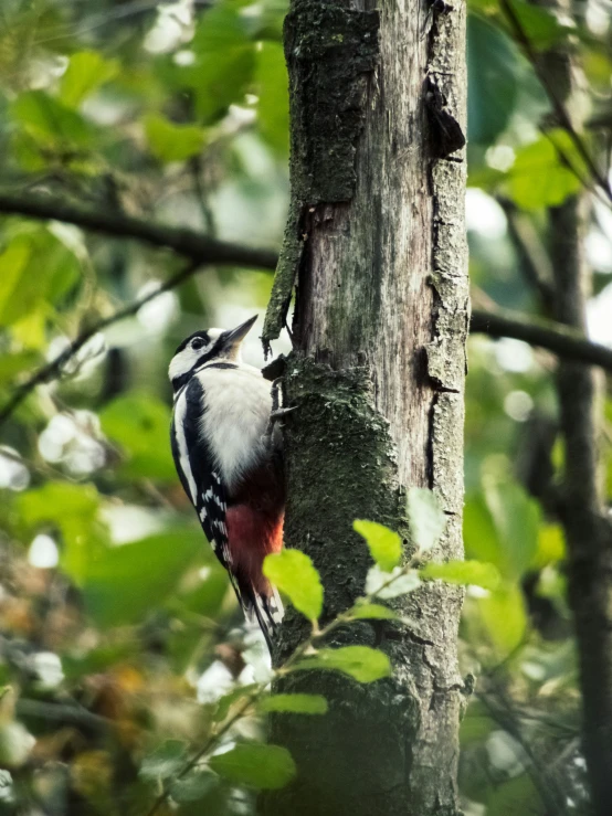 a bird perched on a tree in the forest