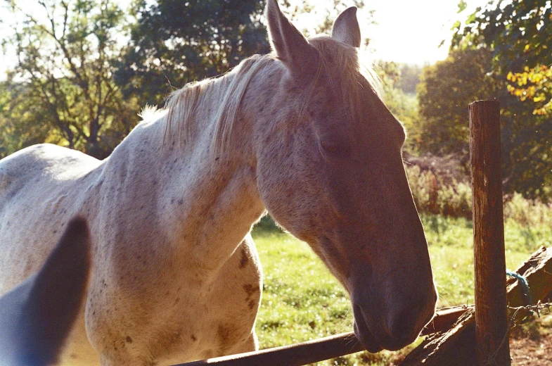 an elegant horse in a field next to a wooden fence