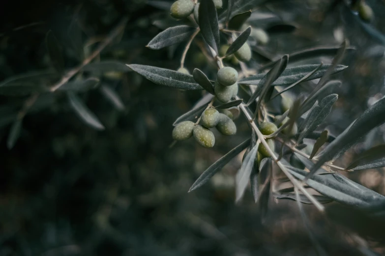 the nch of an olive tree with ripe fruits on it