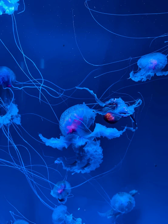 group of jellyfish swimming underneath water in deep blue ocean