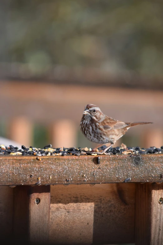 a bird standing on a wooden railing looking at the ground