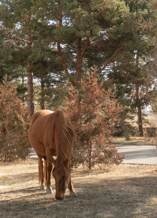 a brown horse grazing in the grass with some trees