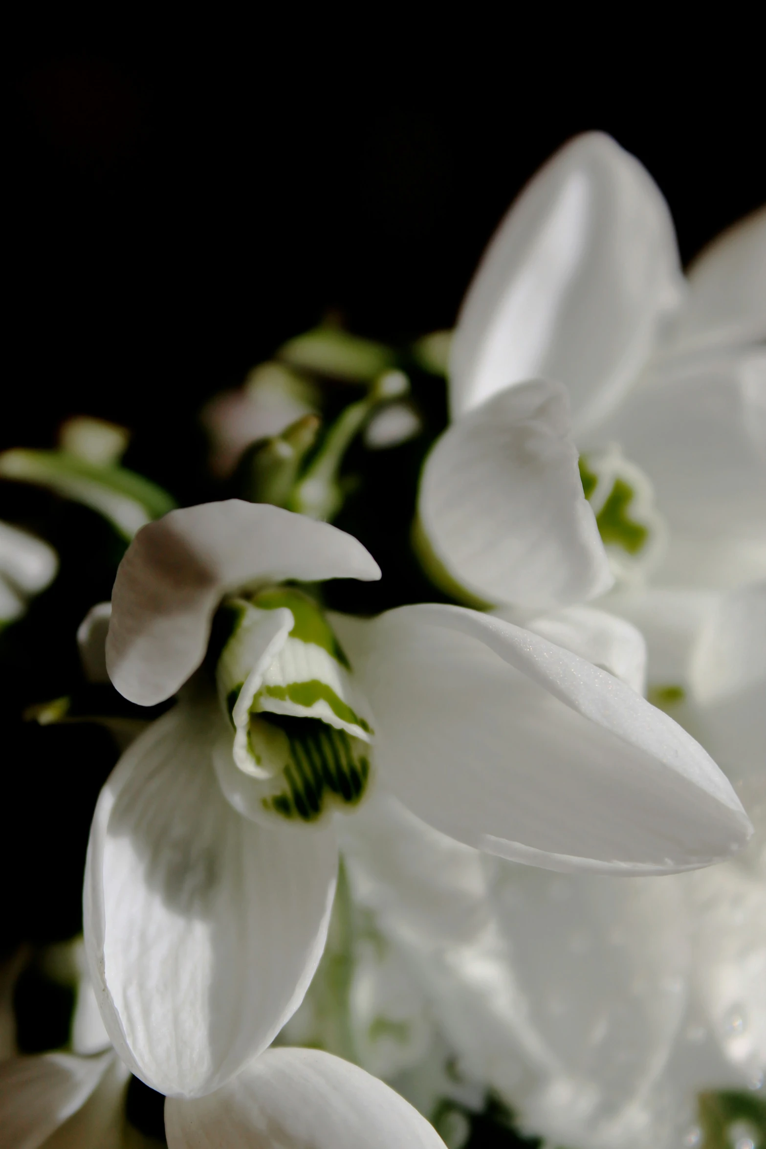 a close up s of a group of white flowers