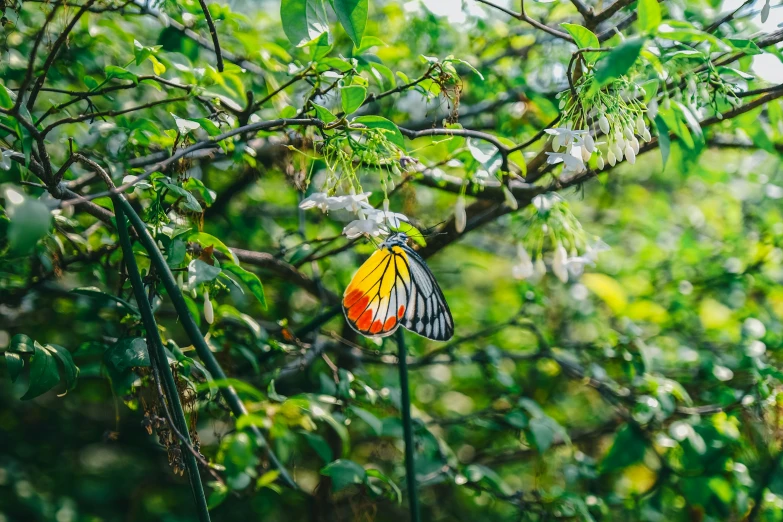 a erfly hanging from a tree nch in the woods