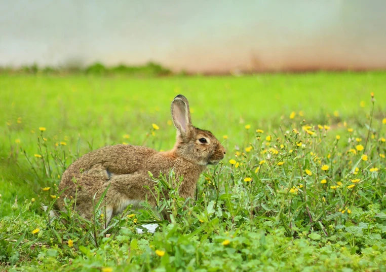 the rabbit is sitting in the grass and looking ahead