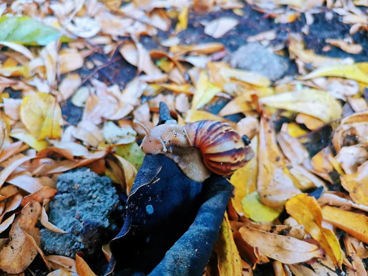 two snails standing on top of dry leaves