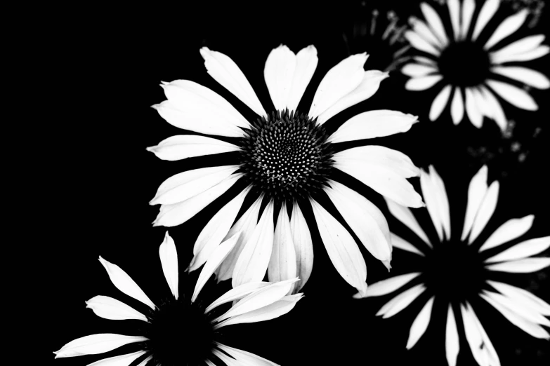 two different flowers on a black background
