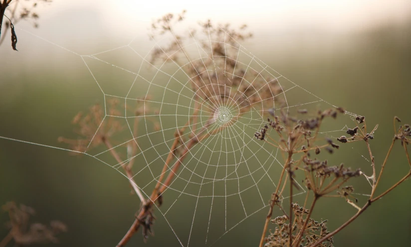 dew on a web web in a field