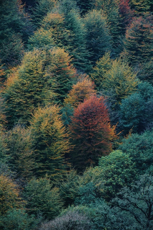 a beautiful autumn forest filled with lots of green and red trees