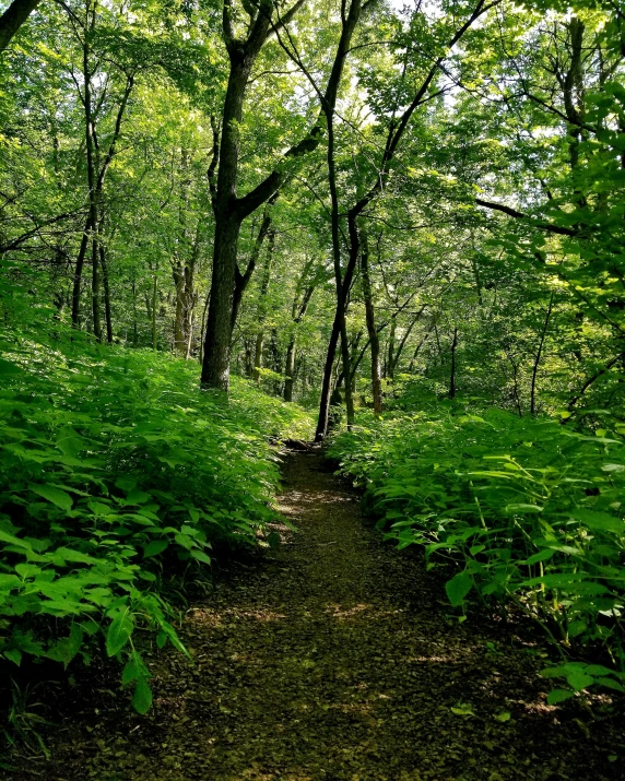 a dirt trail is in the middle of a forest