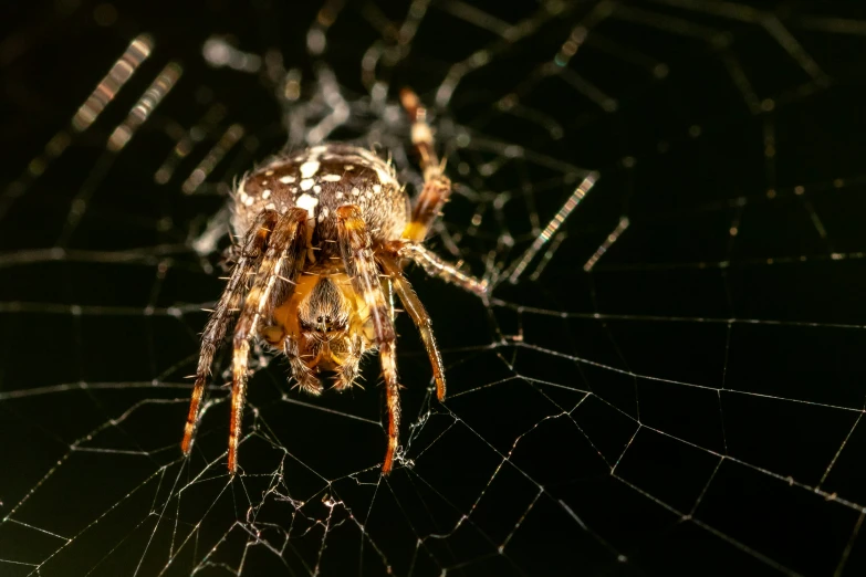 the underside of a spider that is in its web