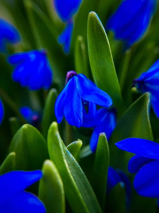 flowers in bloom with leaves growing next to each other