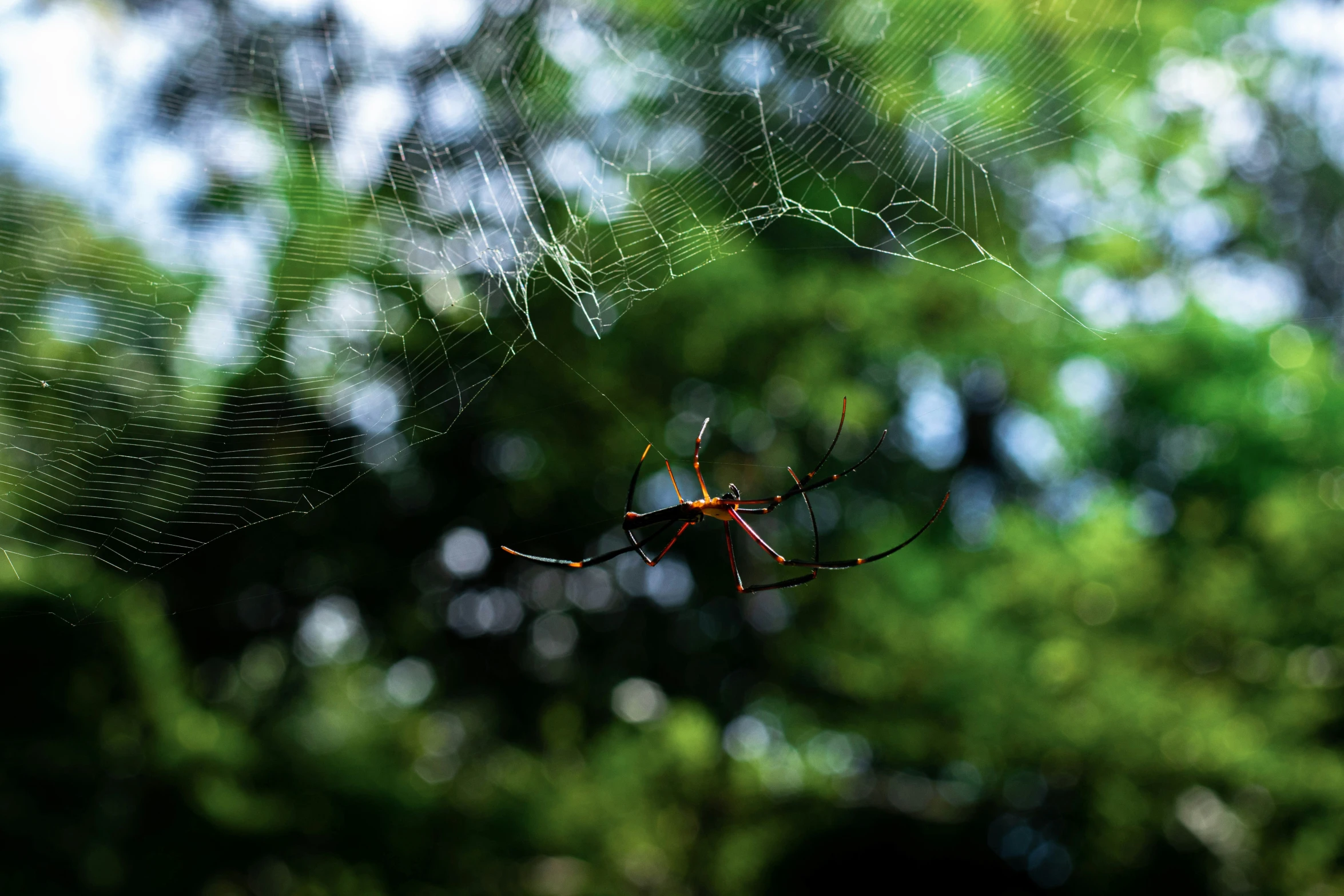 an orb orb spider in the middle of its web