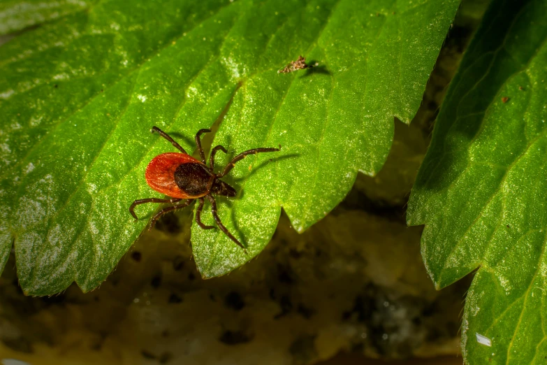 a small red bug is on a green leaf