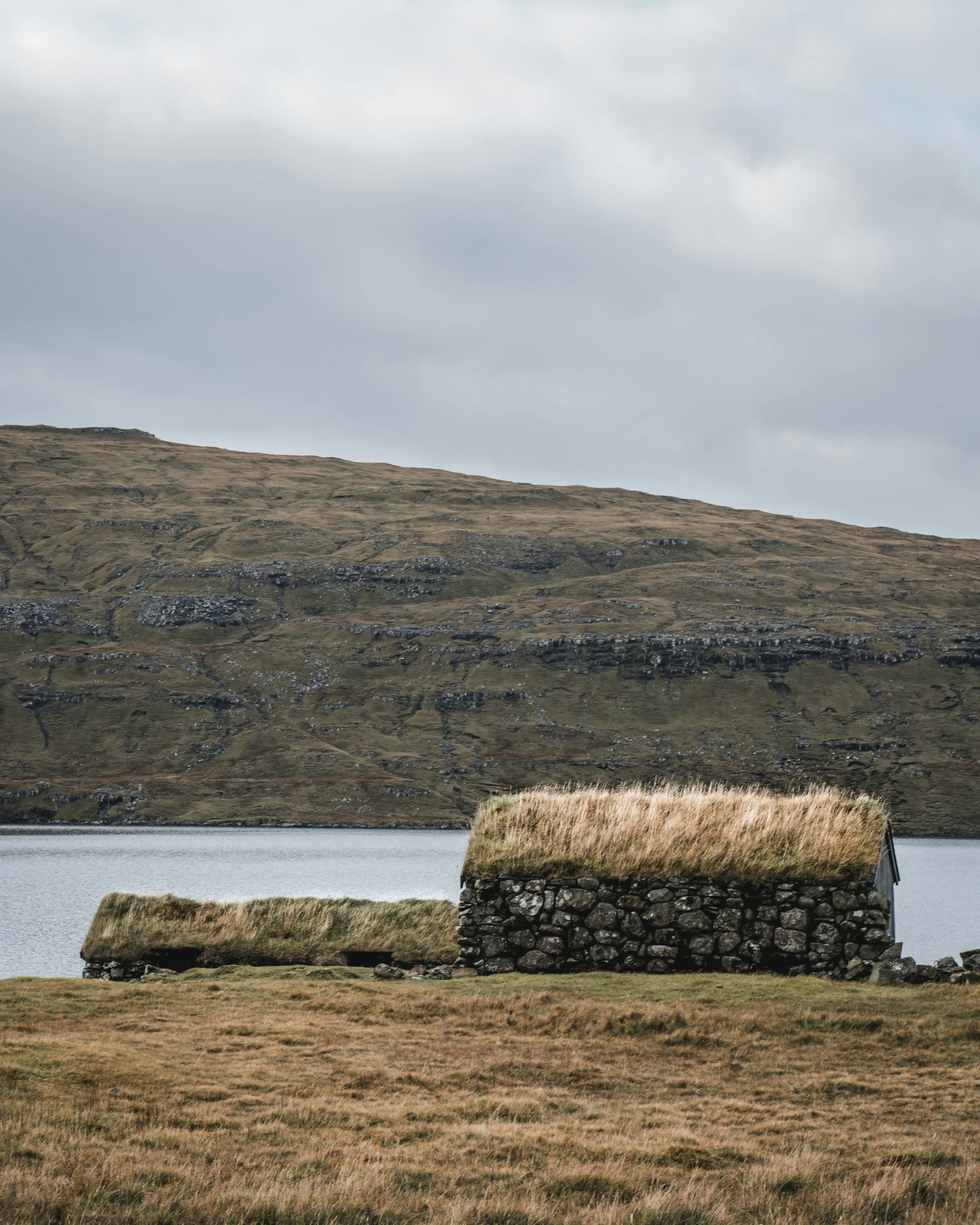 a sheep grazes next to a large pile of hay