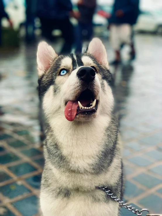 there is a husky dog standing on the ground