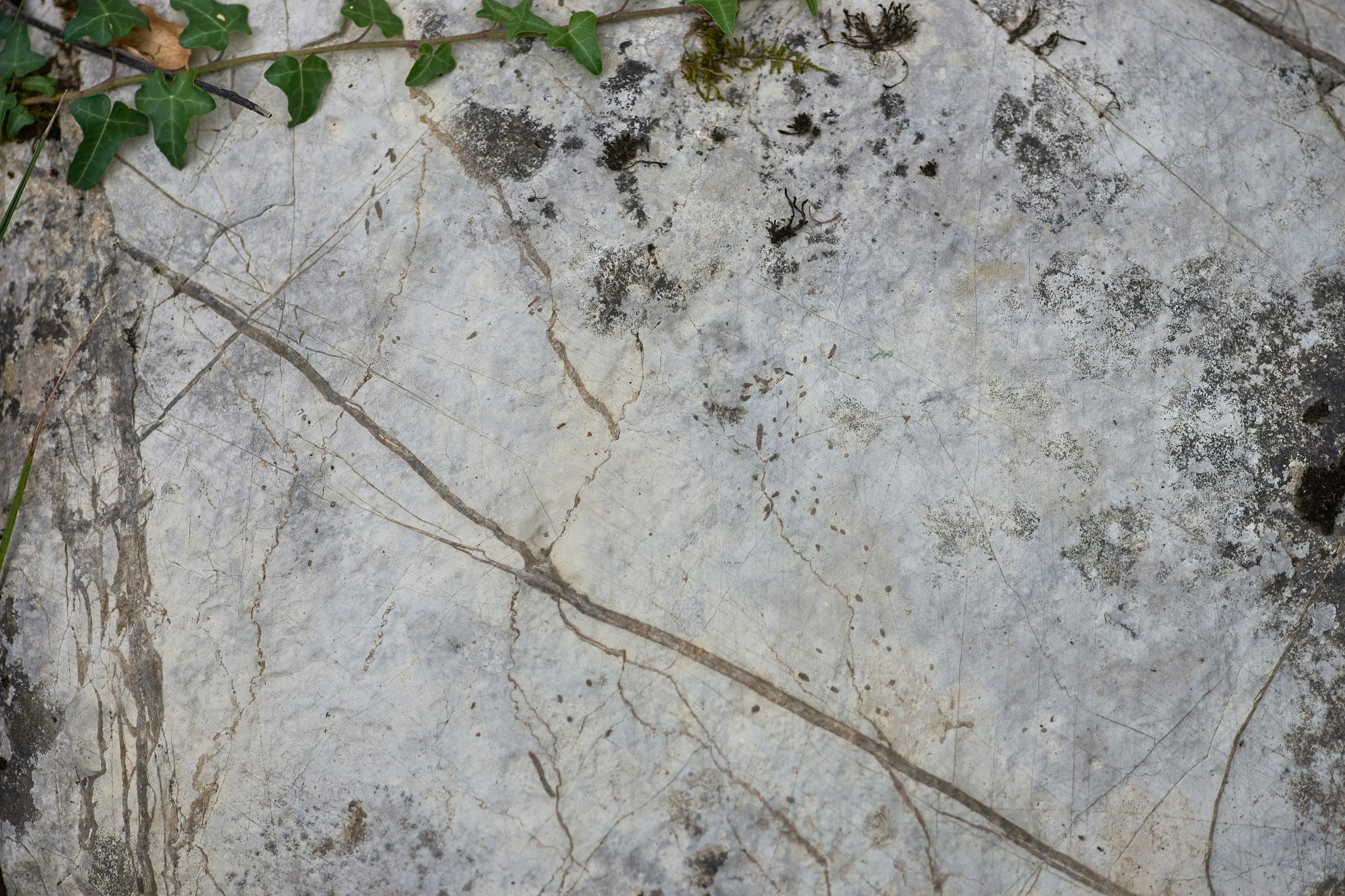 the texture of an old white rock is artistically reminiscent to nature