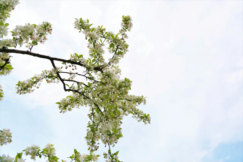 the bird is sitting on the nch of a tree