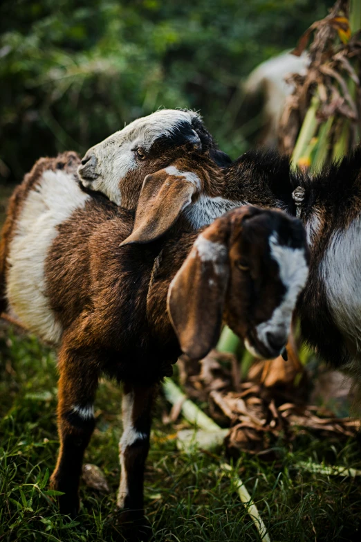 one baby goat and another laying on grass