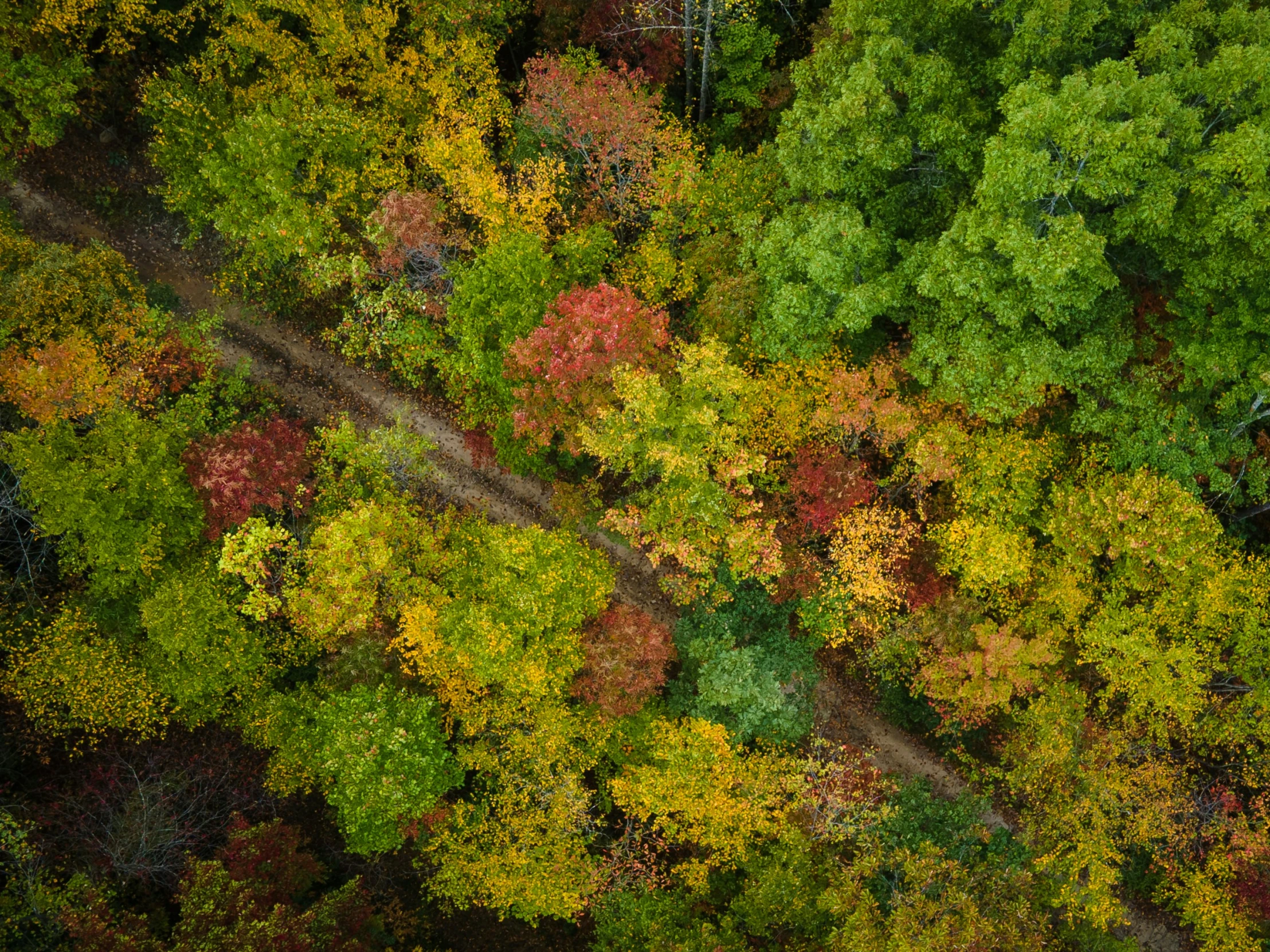 looking down at a colorful tree filled area