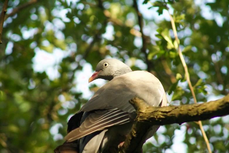 a pigeon sitting on top of a tree nch