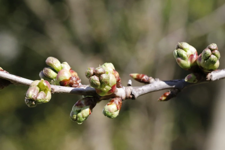 buds are beginning to wilt on a tree