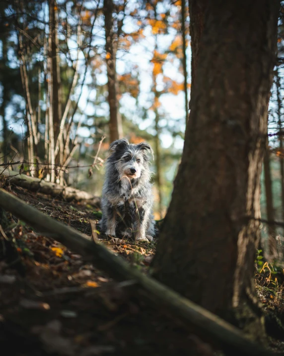 a small dog is in the woods by a tree