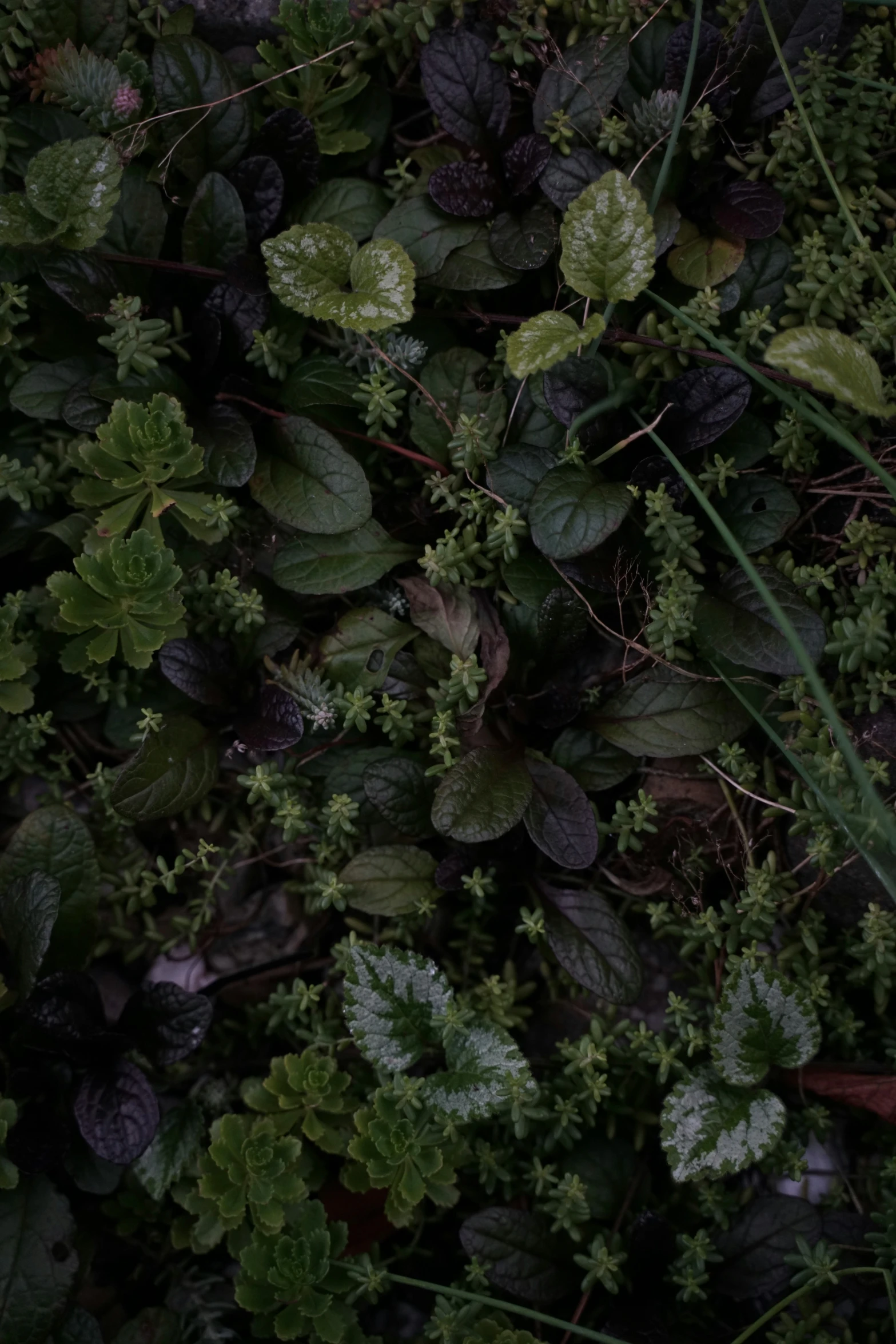 green leaves are growing next to other plants