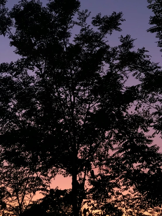 a large tree in a park next to a couple of cows