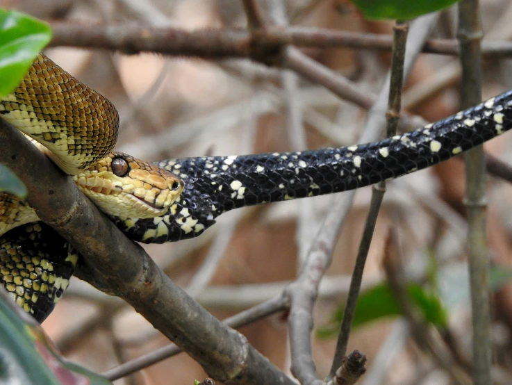 a large snake is on a nch with leaves