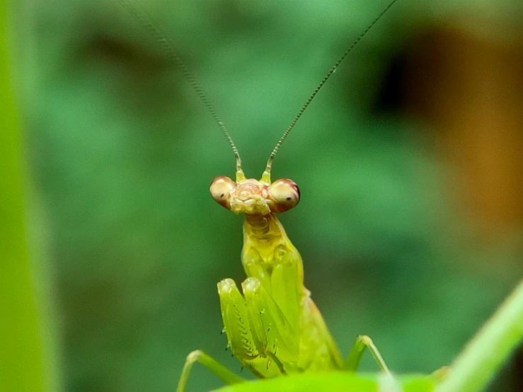 a large green insect is standing next to the leaves