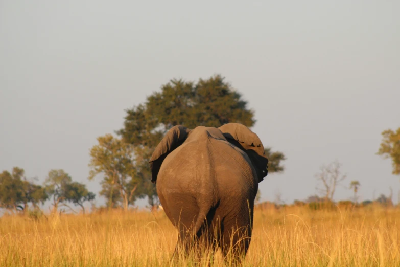 two elephants in a yellow grass field under a tree