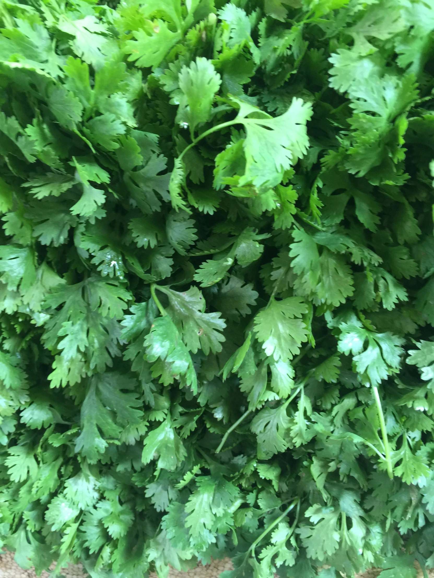 a group of green plants are shown from top up