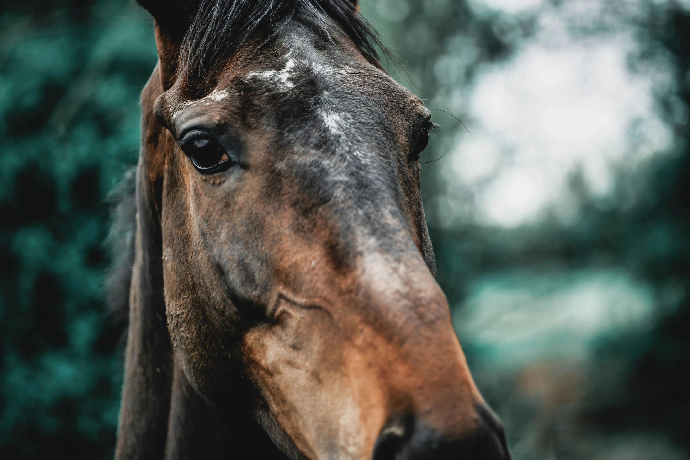 the side view of a horse's face with trees in the background