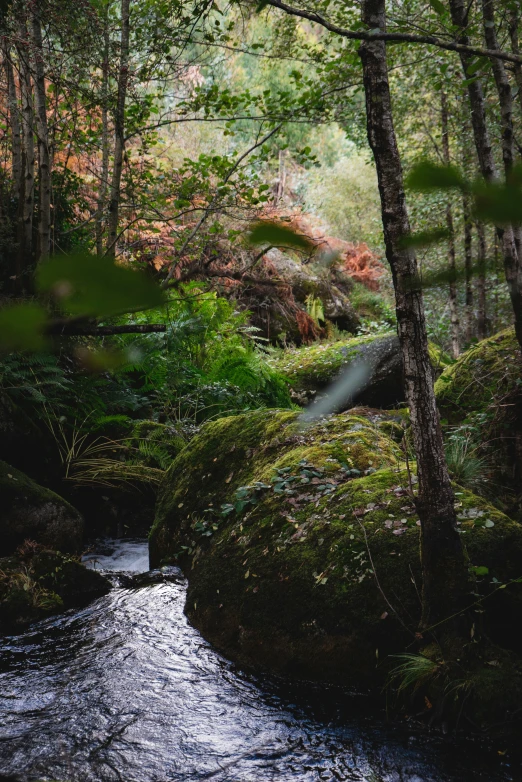 stream running through the trees in a forested area