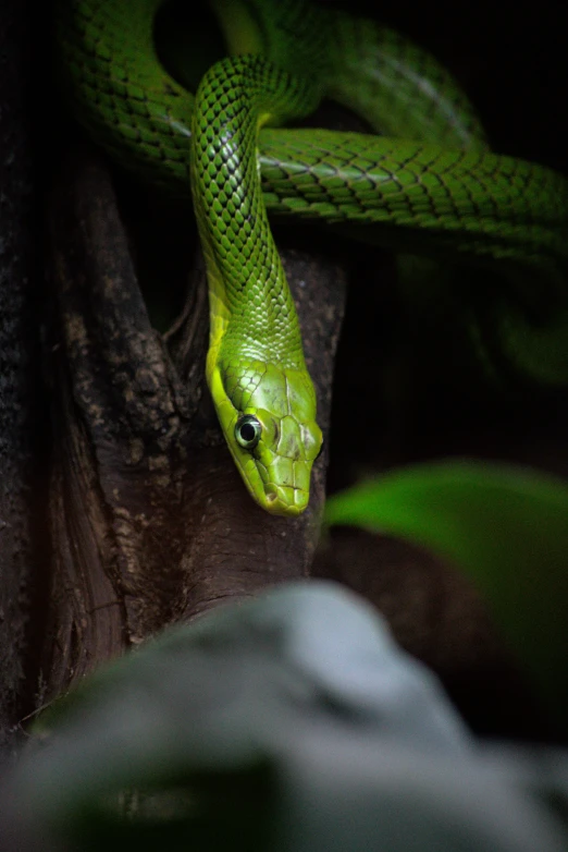 the bright green snake is curled up on a tree limb
