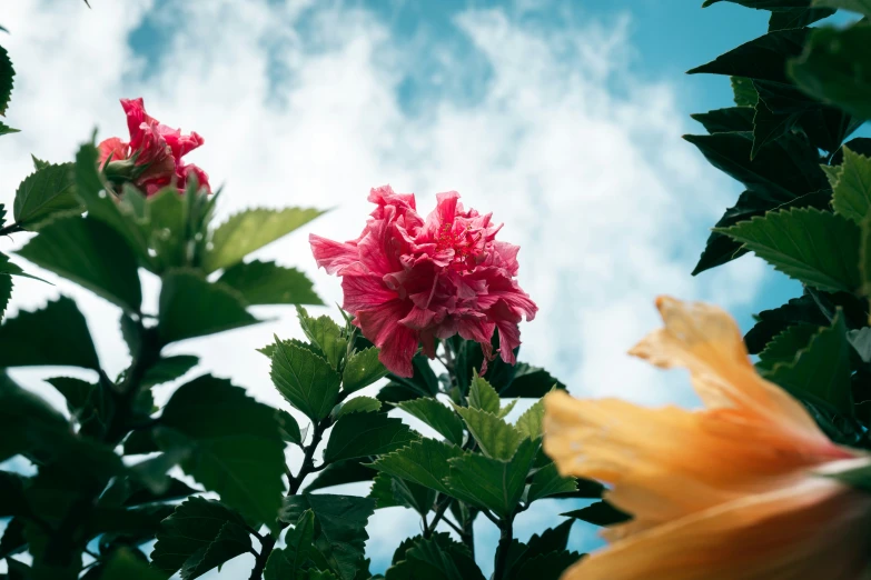 flowers with green leaves under a blue sky