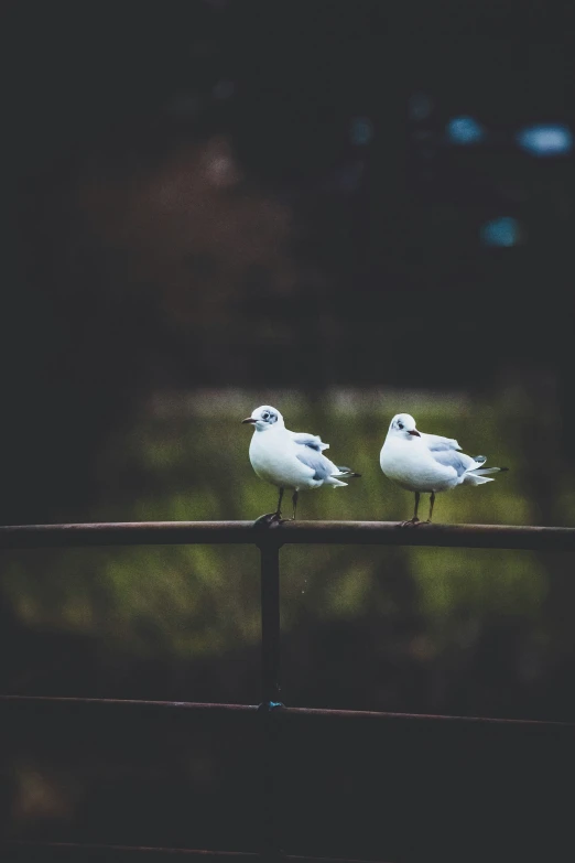 two birds sit on a bar in the dark